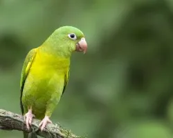 Brotogeris jugularis