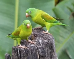 Brotogeris jugularis