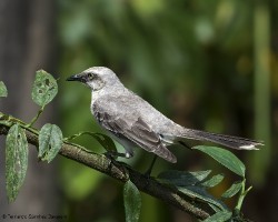 Mimus gilvus