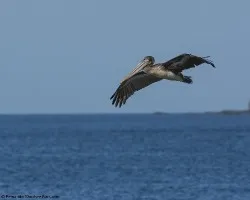 Pelecanus occidentalis