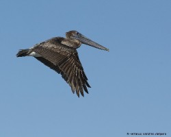 Pelecanus occidentalis