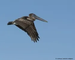 Pelecanus occidentalis