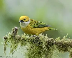 Tangara icterocephala