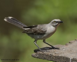 Mimus gilvus