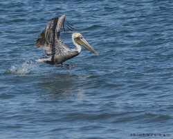 Pelecanus occidentalis