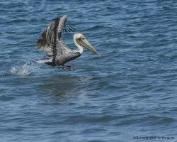 Pelecanus occidentalis