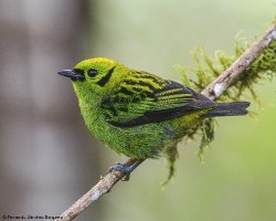Tangara florida
