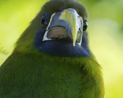 Aulacorhynchus prasinus