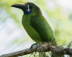 Aulacorhynchus prasinus