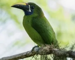 Aulacorhynchus prasinus