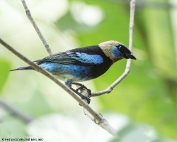 Tangara larvata