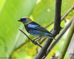 Tangara larvata