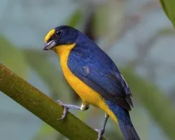 Euphonia hirundinacea