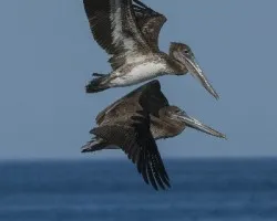 Pelecanus occidentalis
