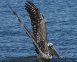 Pelecanus occidentalis