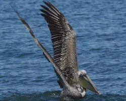 Pelecanus occidentalis