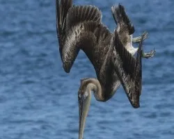 Pelecanus occidentalis