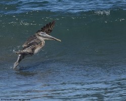 Pelecanus occidentalis