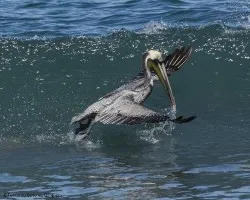 Pelecanus occidentalis