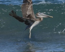 Pelecanus occidentalis