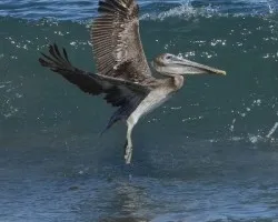 Pelecanus occidentalis