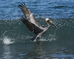 Pelecanus occidentalis