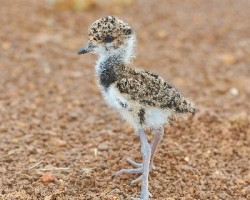 Vanellus chilensis
