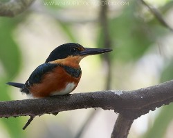 Chloroceryle aenea