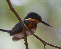 Chloroceryle aenea