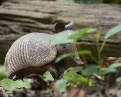 Dasypus novemincinctus