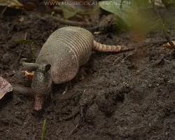 Dasypus novemincinctus