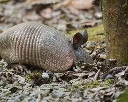 Dasypus novemincinctus