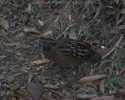 Odontophorus guttatus