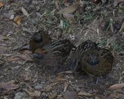 Odontophorus guttatus