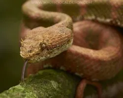 Bothriechis schlegelii