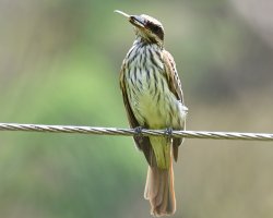 Myiodynastes maculatus