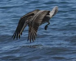 Pelecanus occidentalis