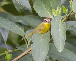 Basileuterus rufifrons