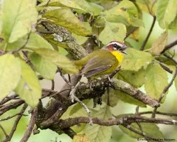 Basileuterus rufifrons