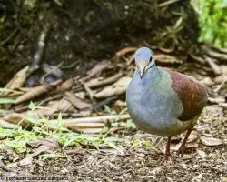 Zentrygon costaricensis
