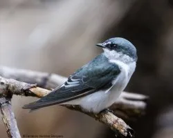 Tachycineta albilinea 