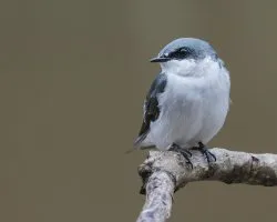 Tachycineta albilinea 