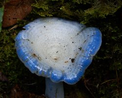 Hongos