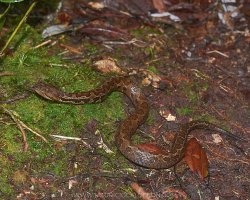 Cerrophidion sasai 