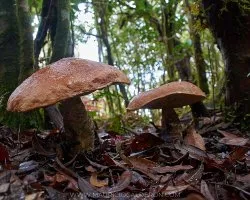 Leccinum monticola