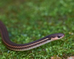 Tantilla ruficeps