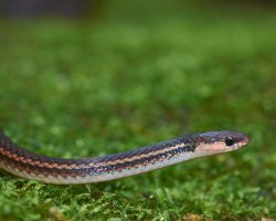 Tantilla ruficeps