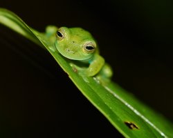 Espadarana prosoblepon