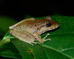 Craugastor fitzingeri