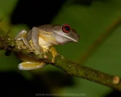 Duellmanohyla rufioculis